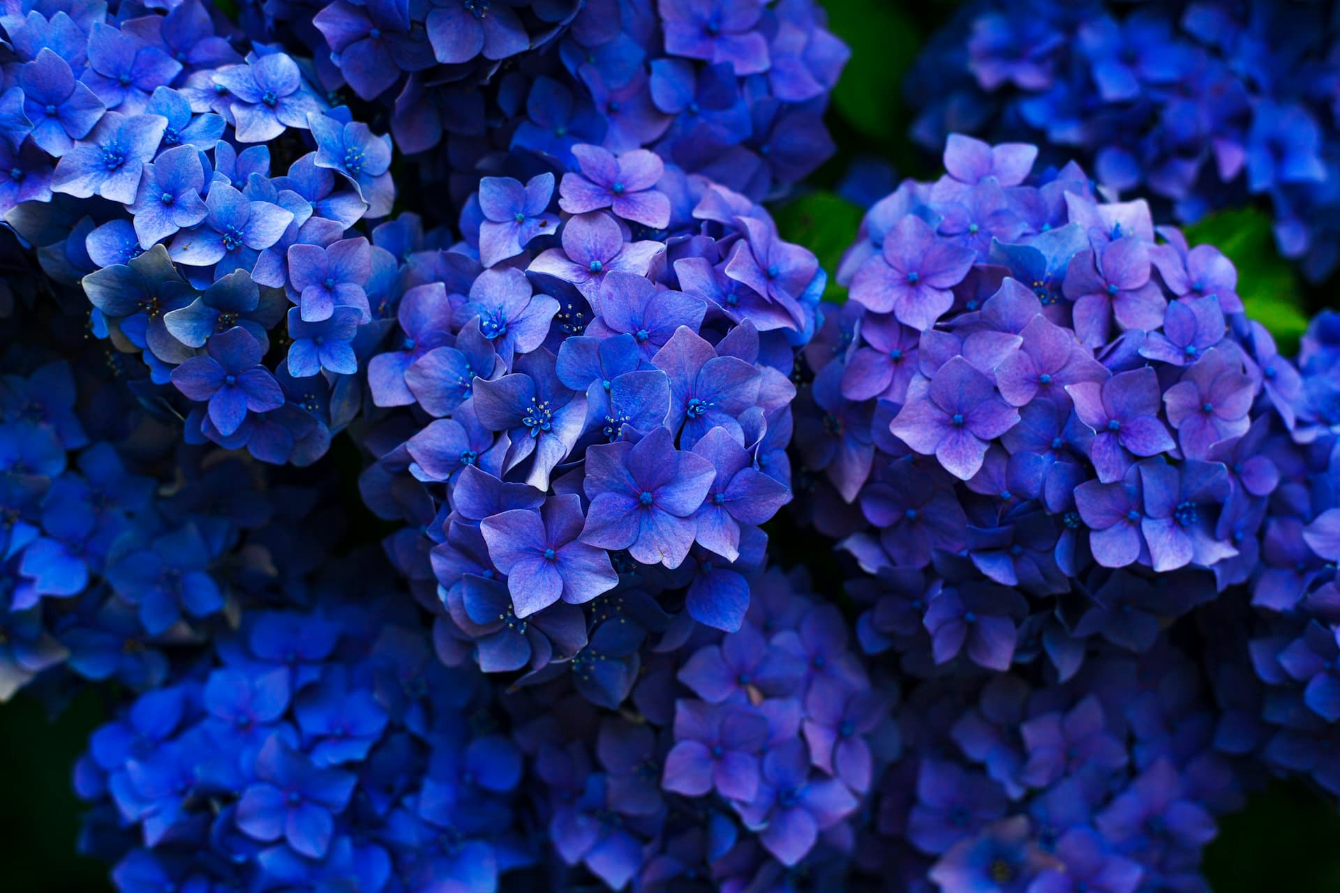 Beautiful garden containers